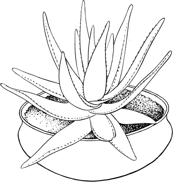kolorowanka-aloes_546
