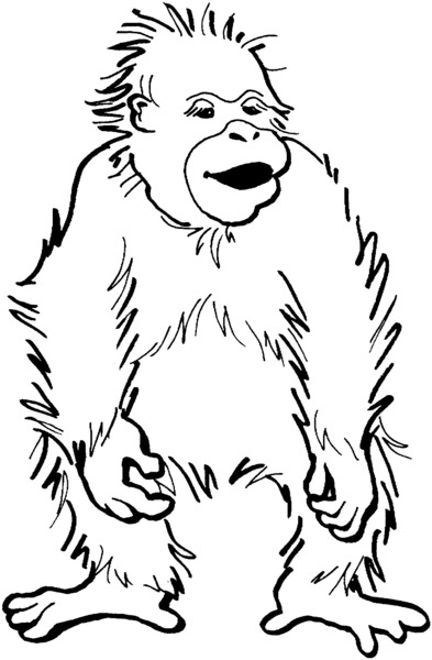 kolorowanka-orangutan_375