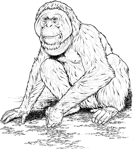 kolorowanka-z-orangutanem_376