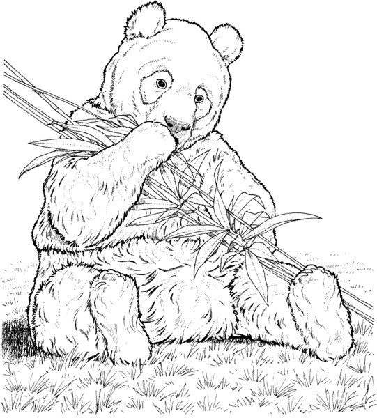 malowanka-panda_381