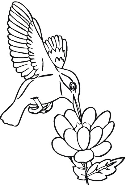 kolorowanka-koliber_470