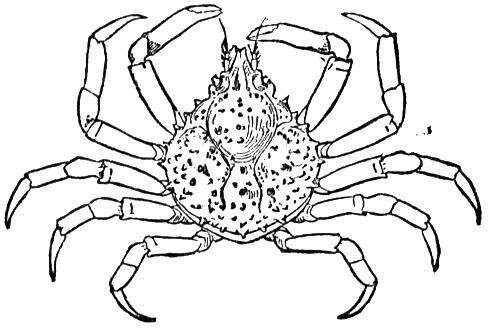 kolorowanka-krab_503