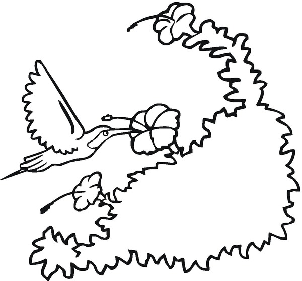 kolorowanka-z-kolibrem_471