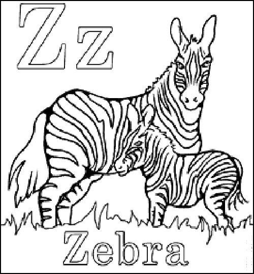 zebra_1102