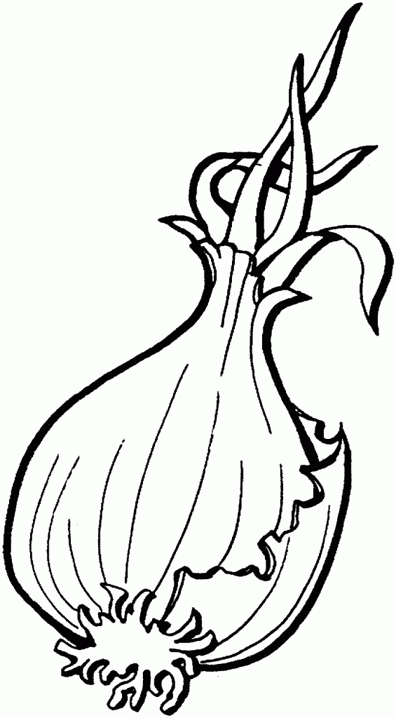 cebula (2)