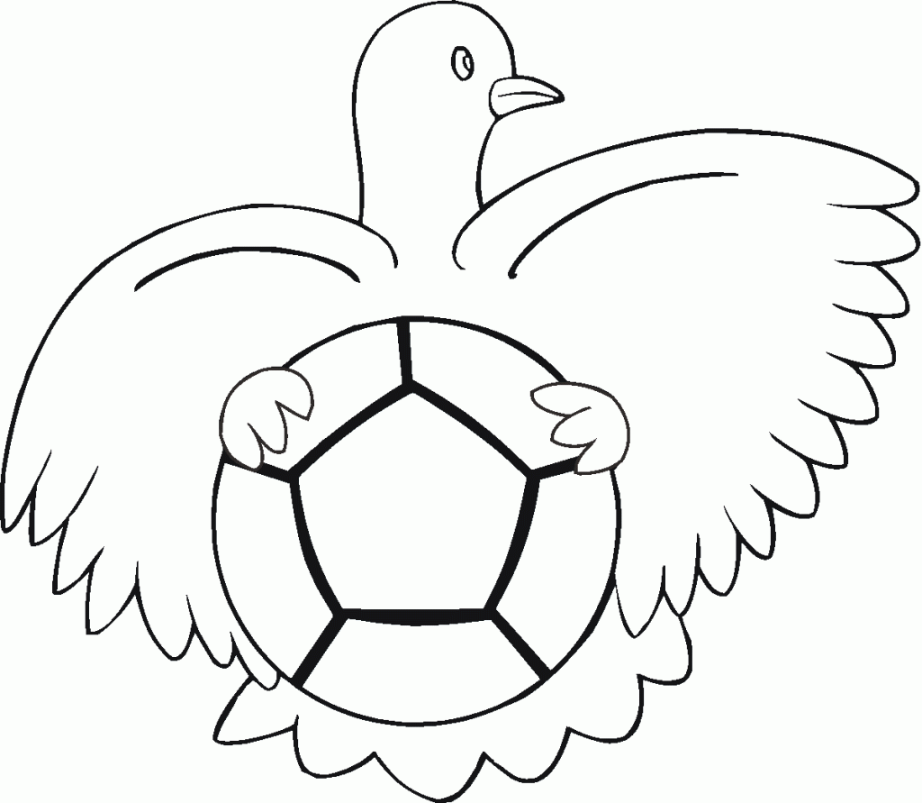 gołąb