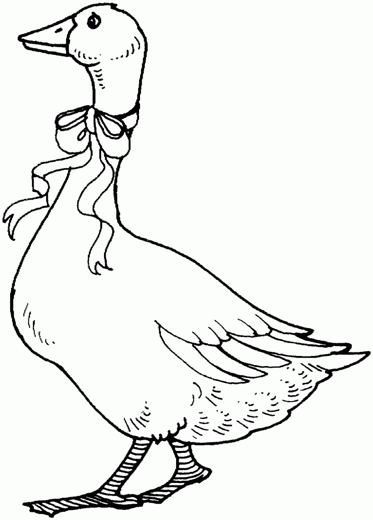 gęś (5)