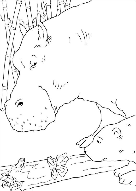 mAŁY mIŚ pOLARNY (4)