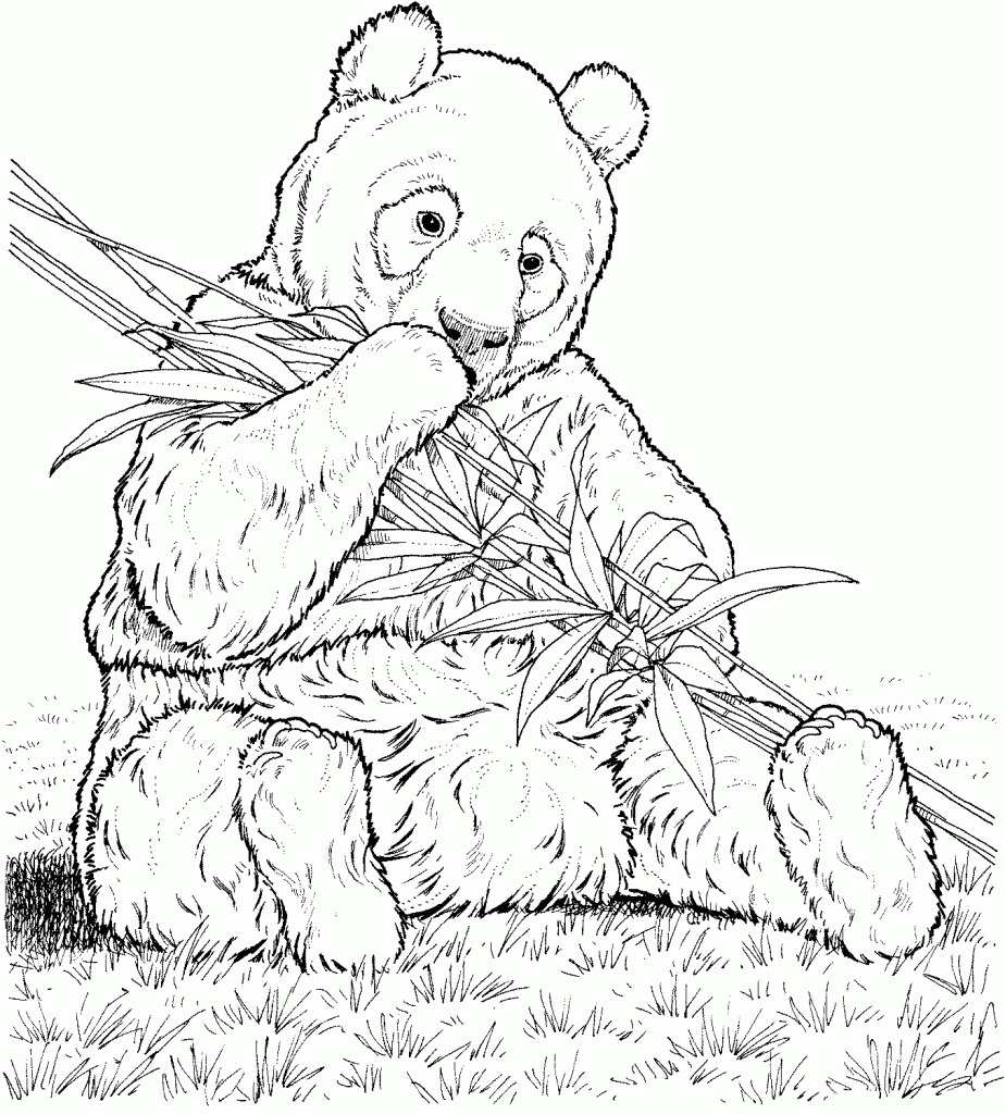 panda