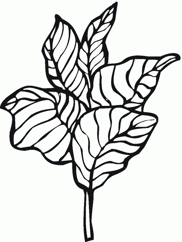 sałata (11)