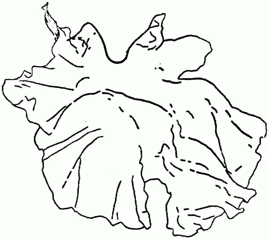 sałata (3)