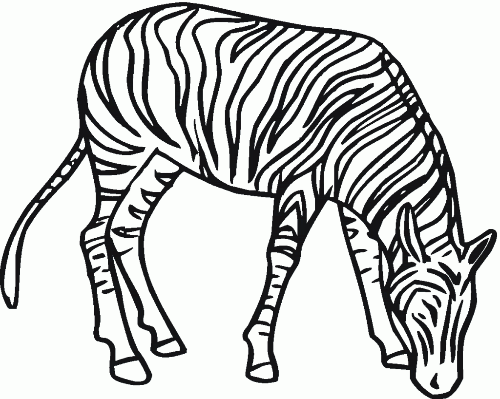 zebra (3)