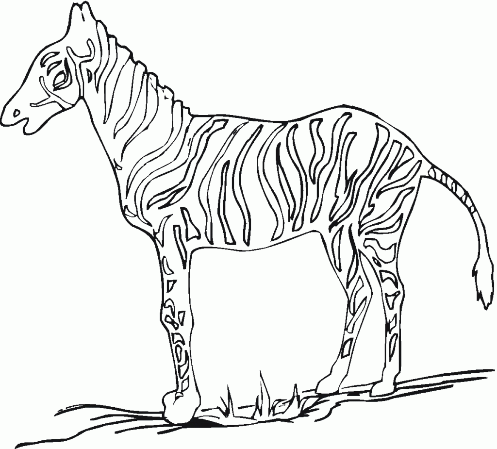 zebra (4)