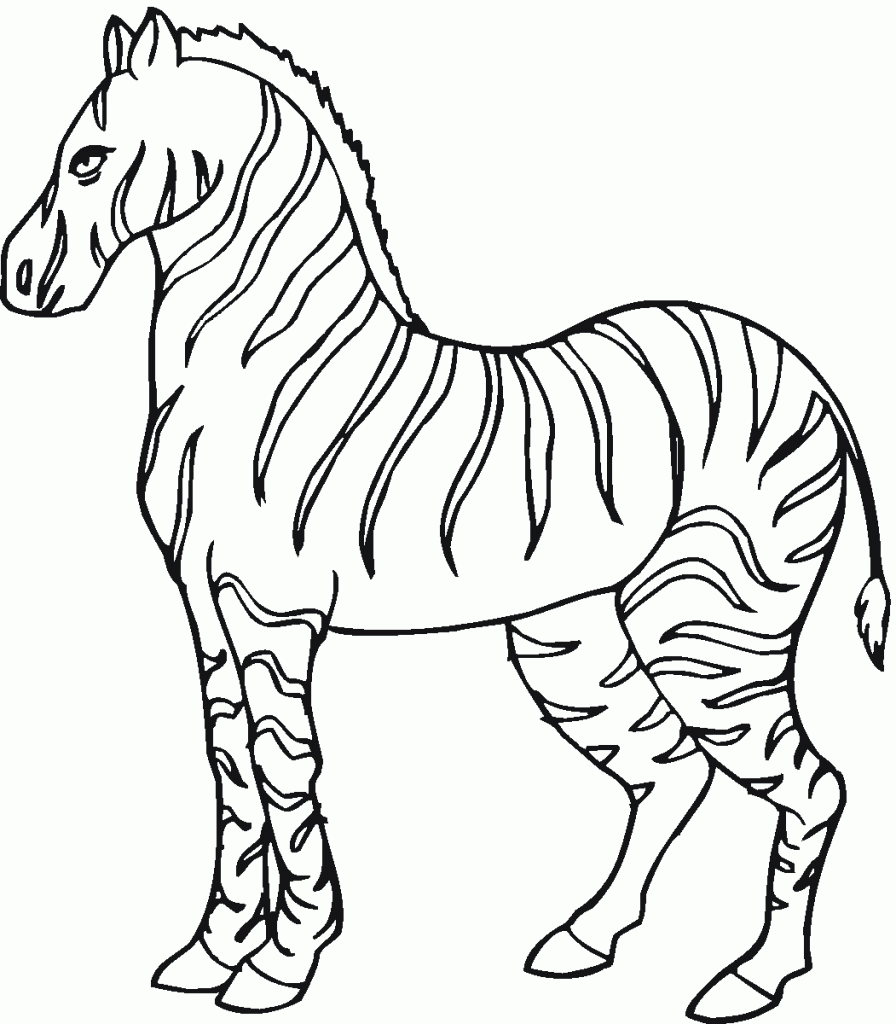 zebra (5)
