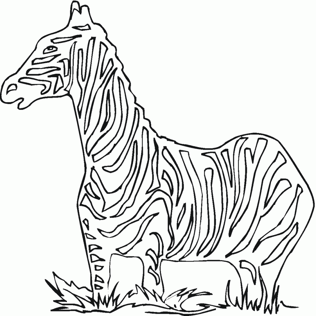 zebra (6)