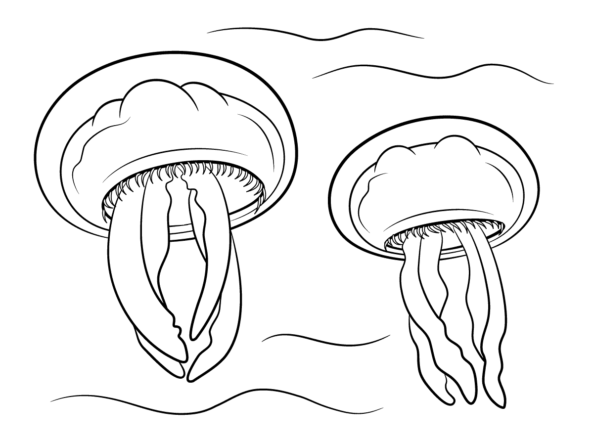 kolorowanka meduzy