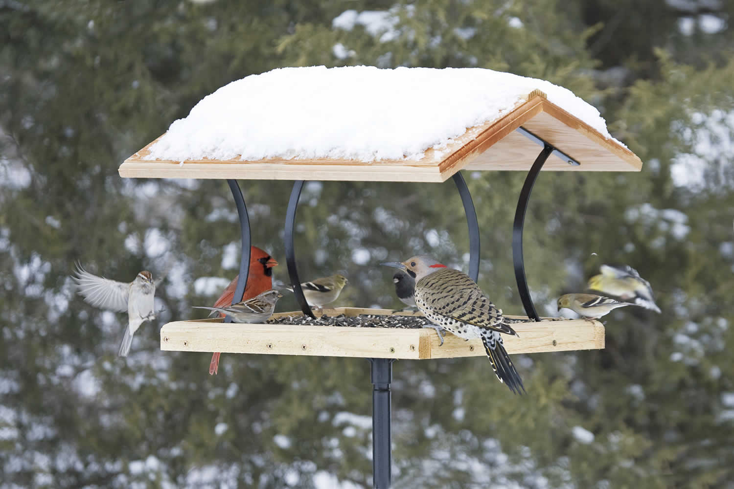 Dokarmianie ptaków w zimie